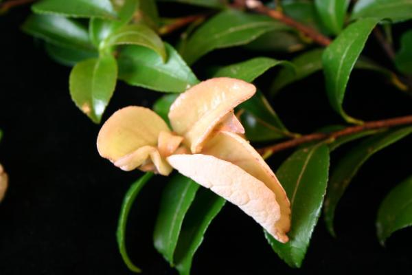 Sasanqua camellia leaves that are think and swollen